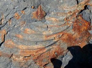俄罗斯远东岛屿发现2.4亿年前鱼龙骨头碎片