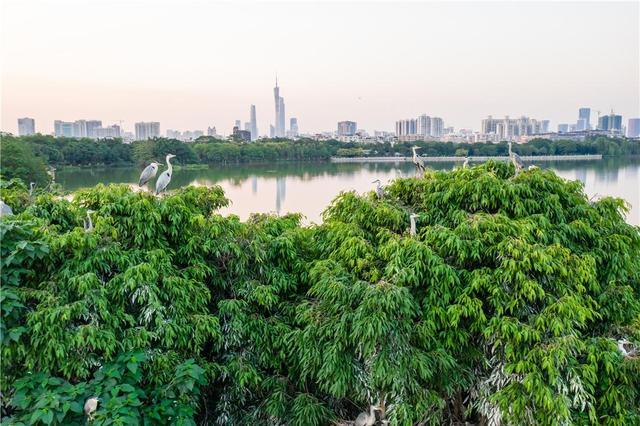 广州海珠湿地斩获2021ifla两项国际大奖 以传承岭南传统文化遗产为