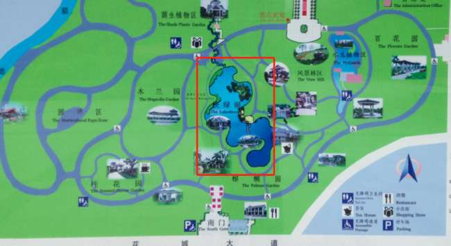 广州珠江公园再添"新宠"!六只美丽的鸿雁让快绿湖更加