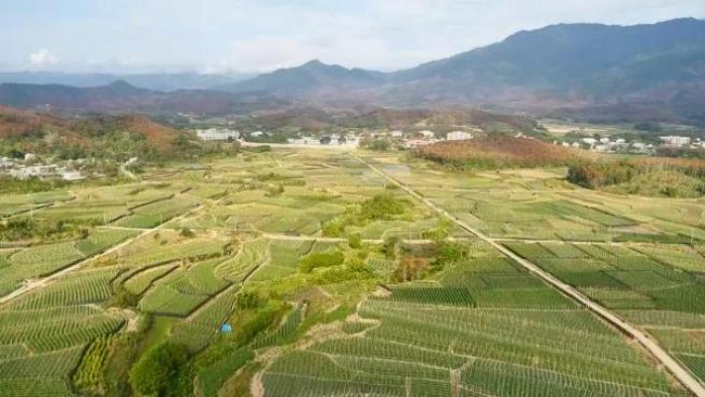 五指山番阳镇青瓜产业甜了村庄富了村民雪茄烟叶基地务工忙