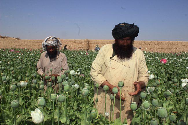 2020年,阿富汗罂粟种植面积同比猛增37%,阿富汗鸦片产量占到全球总
