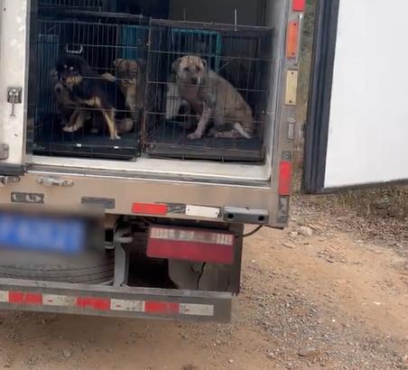 泾县一流浪狗救助基地无人看管，爱心人士称已致数十只狗死亡，当地：多部门正在调查