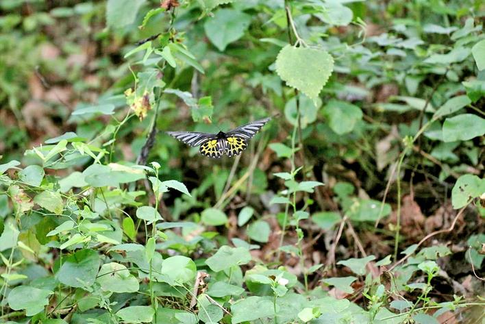 中国体型最大的蝴蝶现身湖北赤壁