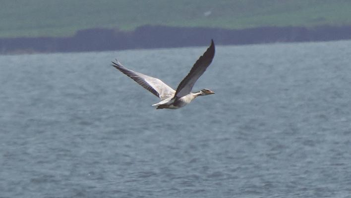 汉江生态接连吸引珍稀动物用翅膀“投票”  “高原精灵”斑头雁首现潜江