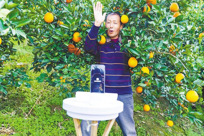七旬老农变身“秭归猴哥” 一年“村播”卖出10万元脐橙