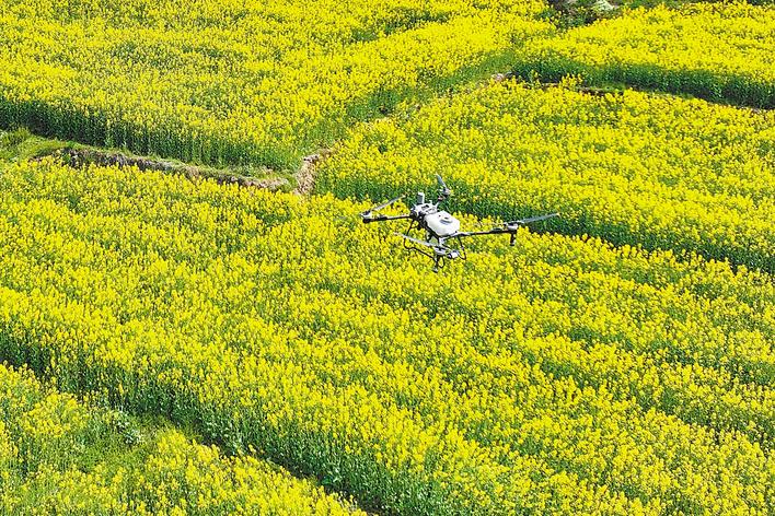 油菜打药为防病 蜜蜂采花会要命  保护“油瓶子” 如何不伤“蜜罐子”