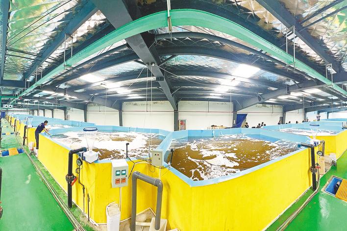 “淡水鱼王”闯入新赛道  湖北不靠海为何养海鲜