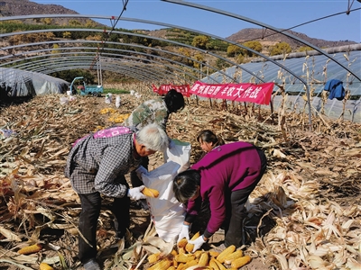丰收大比拼 村民笑开颜
