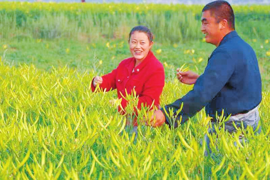 黄花盈野 民安业旺