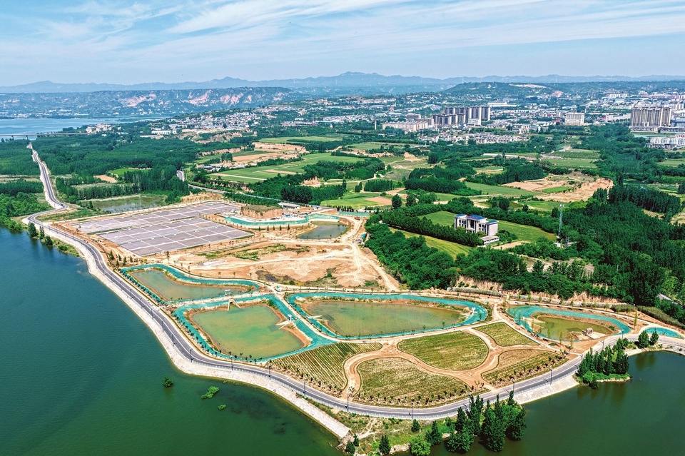 黄河岸边新绿生波