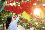 Jiangxian Cherries: The “Ruby Fruit” of the Golden Belt Paving the Path to Prosperity