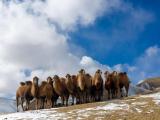 越冬のためラクダを移動させる牧民甘粛省阿克塞