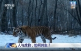 新闻1+1丨人与虎豹，如何共生？