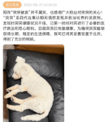 时代峰峻否认流浪狗被卖：突突已妥善安置于北京