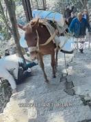 游客攀登财神庙时低头玩手机，被骡子的货袋撞翻滚下山坡 山道惊魂