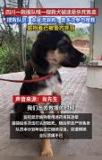 被杀搜救犬曾是流浪狗多次救人 悲剧引发全网愤慨