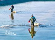 安徽芜湖：虾塘管护忙