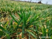 小麦返青时先浇水还是先打除草剂 管理顺序需知