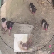 广西小猪狂炫火龙果 吃出满口红唇