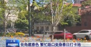 街角藏春色、江风伴花香 上海把春天写进城市里