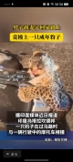 印度男子载妻子回家路上撞上只豹子！