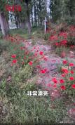 爸爸在去世妈妈坟前种满鲜花 沉默的深情