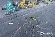 阵风六七级！北京明天白天晴间多云，最高气温24℃ 今日风力依然强劲
