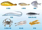 浙江舟山今起禁售8种海洋捕捞水产品 伏季休渔全面启动