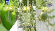 深圳娃把天台玩成“空中农场”！种菜 黑科技，这才是湾区少年的打开方式 动手实践促成长