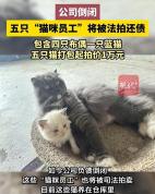 公司倒闭5只“猫咪员工”将被法拍 公司资产面临拍卖