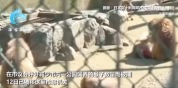 日本米子市议员受贿呼吁减少公园猴子数量被捕