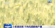干热风预警拉响 小麦灌浆期如何保丰收？