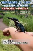 捡到只“小宝石” 竟是二级保护动物！