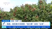 海南自贸港多项便利举措助力荔枝加速“出海”