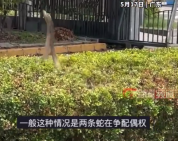 2条蛇在市区绿化带“跳舞” 网友：两个公的，在比拼求偶