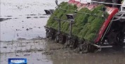 寒地水稻增产新招让“不可能”成为现实