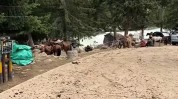 可可托海遍地粪便系因牛羊转场 景区积极清理保障环境