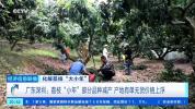 荔枝“小年”如何破局？广东茂名“荔”挽狂澜