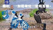 不只会捕鱼！揭秘鸬鹚作为“建筑师”的另一面