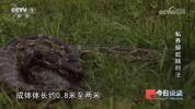 男子在小区里养300多条蟒蛇 非法饲养引发关注