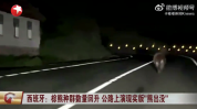 西班牙上演现实版熊出没 深夜公路狂奔