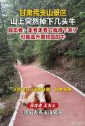 头牛领错路致牛群摔沟里9死1伤 悲剧引发警钟