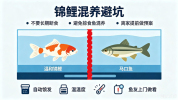 男子1个月没喂鱼直接瘦脱相：锦鲤只剩骨架引发热议