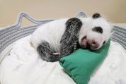 韩国爱宝乐园为新生熊猫幼崽征名 公开征集名字活动启动