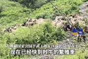 四川男子偶遇30头羚牛迁徙