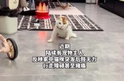 “千猫瘫痪”事件持续发酵 记者走访多地医院调查真相