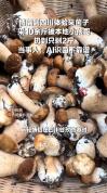 游客采菌子本地小孩鉴别后差点全扔 毒舌筛选保平安
