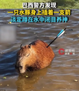 巴西一水豚身上插着箭淡定蹲在水中 兽医检查后发现并无生命危险