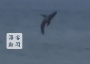 美国游客海上冲浪 身后大白鲨一跃而起