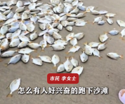 台风后海滩全是金鲳鱼 市民纷纷"自助打包"上百斤
